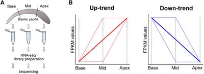 Position Specific Alternative Splicing and Gene Expression Profiles Along the Tonotopic Axis of Chick Cochlea